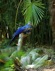 Couple de aras hyacinthe © joël BEHR