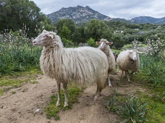 Fototapeta premium posing sardinia sheep