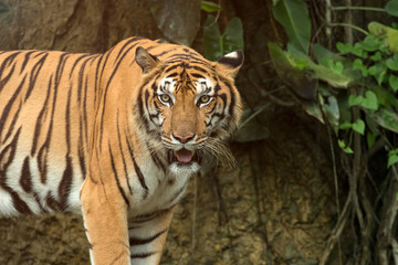 Close up of Indochinese Tiger standing in front of tunnel of forest; Panthera tigris corbetti coat is yellow to light orange with stripes ranging from dark brown to black