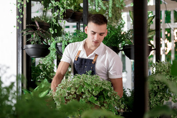 Boy apron attractive young cafe greenhouse flowers design interior lot many pots different plants portrait green people florists work garden leaves foliage part time man