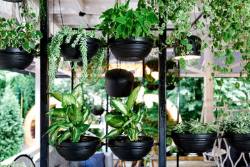 green plant black pot white background garden interior decoration many metal design light lanterns cafe wall street life