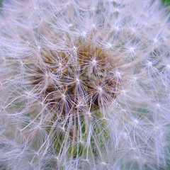 Dandelion. White fluffy hat