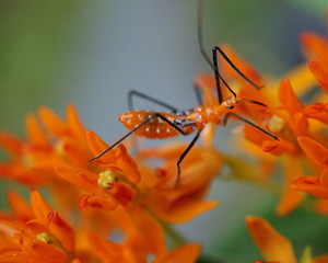 Milkweed Assassin Bug