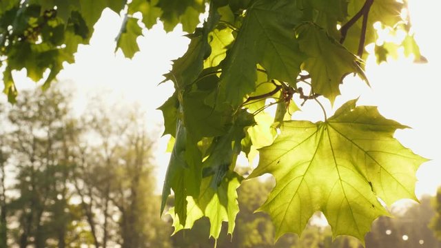 Mable tree leaf with sunlight