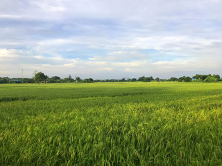 Asian rural scene - paddy field of rice with hazy sky