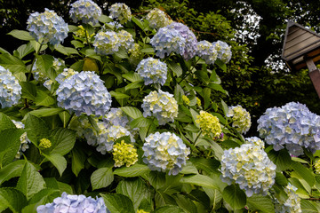 Hydrangea of Asukayama Park in Kita Ward, Tokyo, Japan / Asukayama park is a public park in Kita Ward, Tokyo, Japan