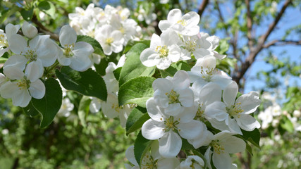Blooming Apple tree close-up