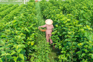 Mulberry tree in the garden, with Vietnamese woman picking leaf. Mulberry leaf is food for...
