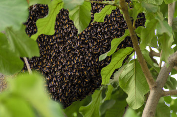 Bees on a beehive among green leaves