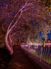 Beautiful tree bend over the fence of the lake at night coloured with purple lights from the bulbs around the pond