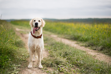 Portrait of happy golden retriever dog with tonque out standing in the buttercup field in summer