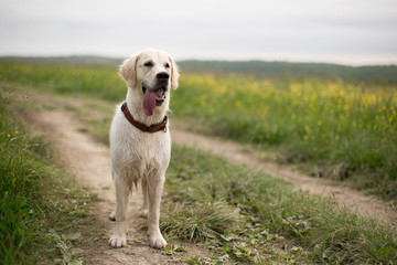 Portrait of wet happy golden retriever dog standing in the buttercup field in summer