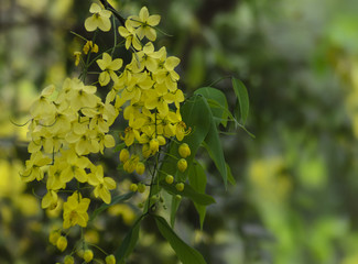Cassia fistula yellow flowers