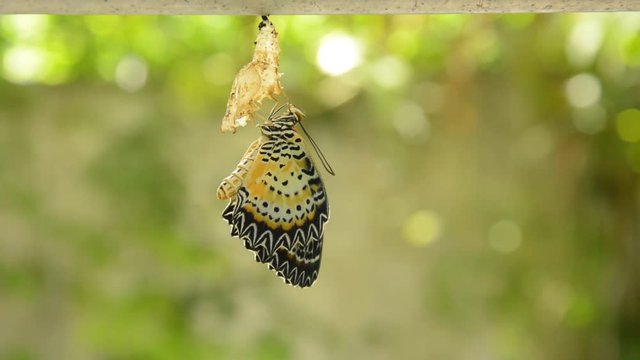 butterfly metamorphosis from cocoon and prepare to flying on aluminum clothes line in garden