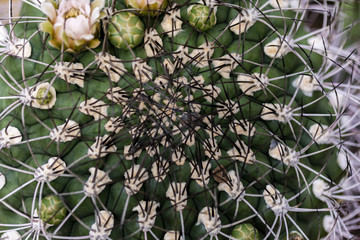 Closeup of the cactus
