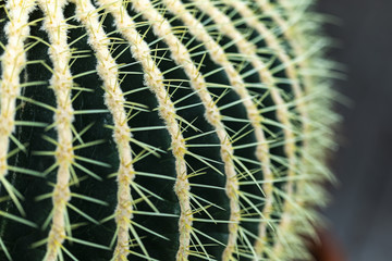 Detail of the Golden barrel cactus