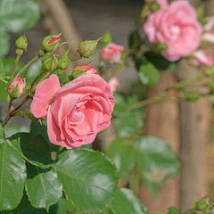 Kulturrosen, Rosen, Roses