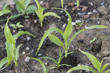 Young corn plant with drops of water after watering.