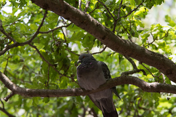 Wood pigeon Columba palumbus perched on log with blurred green background