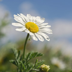 chamomile sky