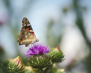 butterfly Admiral