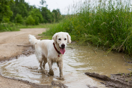 Portrait of funny wet golden retriever dog with dirty paws standing in a muddy puddle