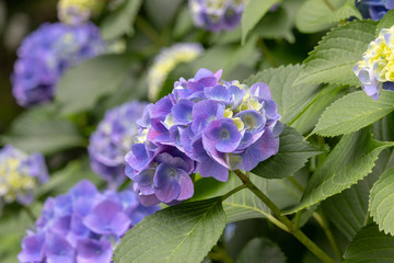 Hydrangea of Asukayama Park in Kita Ward, Tokyo, Japan / Asukayama park is a public park in Kita Ward, Tokyo, Japan