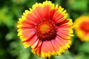 Red flower with yellow border