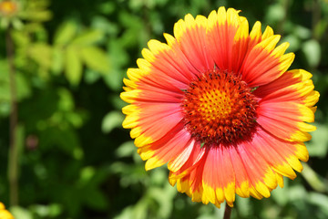 Red flower with yellow border