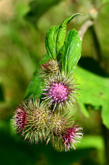 Große Klette, Arctium lappa
