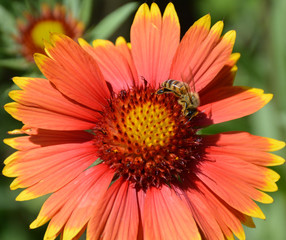 Red flower with a yellow border on which sits a bee