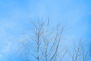 dry tree with blue sky background with copy space add text