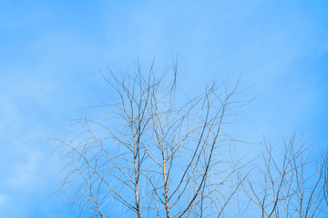 Obraz premium dry tree with blue sky background with copy space add text
