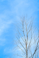 dry tree with blue sky background with copy space add text