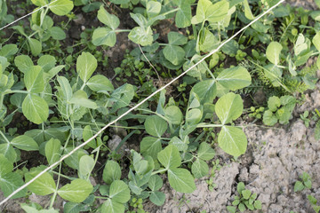 Young green peas planted in the field in detail.