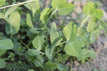 Young green peas planted in the field in detail.