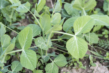 Young green peas planted in the field in detail.