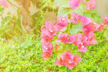bougainvillea flower red with green leaves beautiful in the garden. with copy space add text