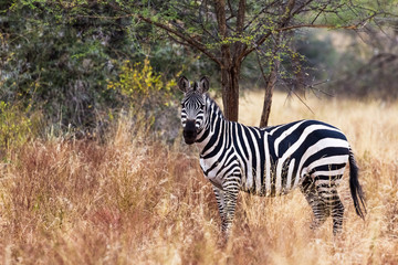 Fototapeta na wymiar A lonely zebra in the Meru park. Kenya, Africa