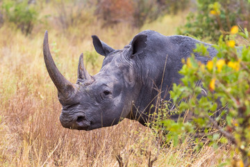 The rhinoceros head is close-up. Meru, Kenya