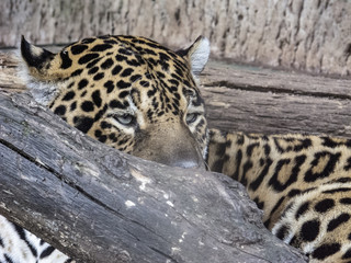 closup on leopard hidden from a tree branch