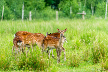 Rehe in freier Wildbahn