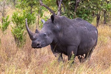 Obraz premium Portrait of a rhino in the thickets of Meru. Kenya, Africa