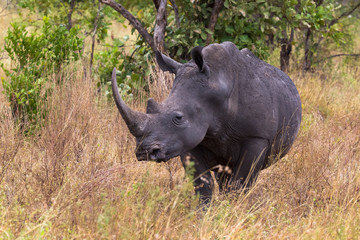 Obraz premium Portrait of a rhino in full growth. Meru, Kenya