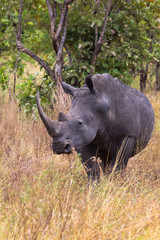 Obraz premium Large white rhino near. Meru, Kenya