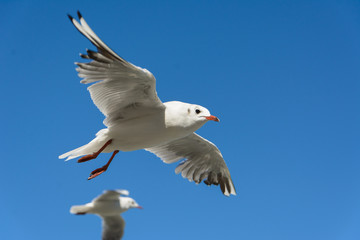 Flying seagulls in the sky, Kaliningrad.