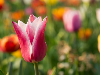 Colorful tulip blooming in the park