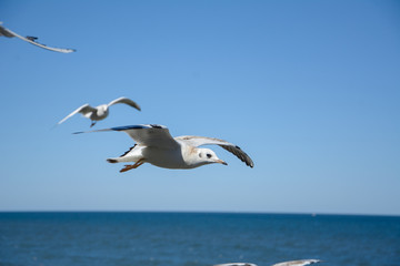 Fototapeta na wymiar Flying seagulls in the sky, Kaliningrad.