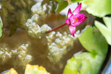 pink water lilly flower, lotus flower