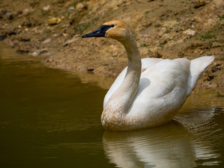 Cygne trompette
